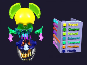 Skull bones colored separable labelled 3D Model
