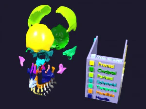 Skull bones colored separable labelled 3D Model