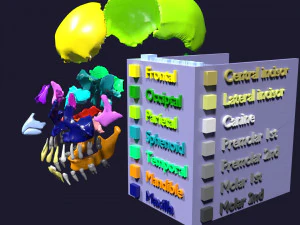 Skull bones colored separable labelled 3D Model