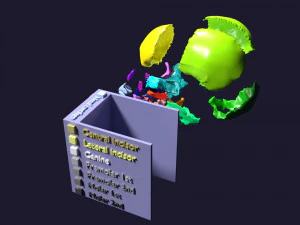 Skull bones colored separable labelled 3D Model