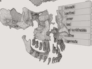 Skull bones colored separable labelled Modelo 3D