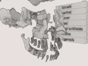 Skull bones colored separable labelled 3D Model