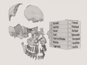 Skull bones colored separable labelled Modelo 3D
