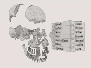 Skull bones colored separable labelled 3D Model