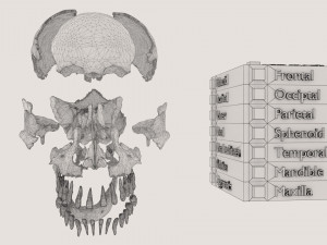 Skull bones colored separable labelled Modelo 3D