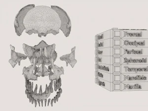 Skull bones colored separable labelled 3D Model