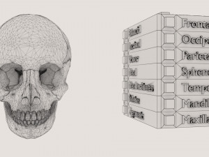 Skull bones colored separable labelled Modelo 3D