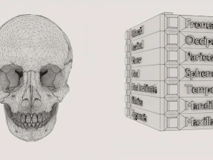 Skull bones colored separable labelled 3D Model