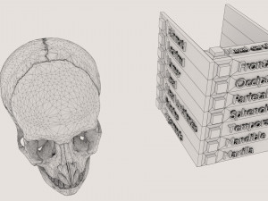 Skull bones colored separable labelled Modelo 3D