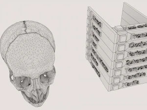 Skull bones colored separable labelled 3D Model