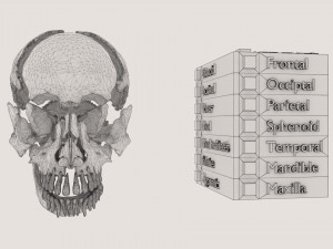 Skull bones colored separable labelled Modelo 3D