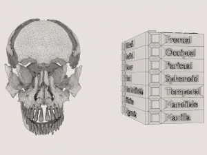 Skull bones colored separable labelled 3D Model