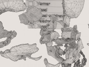 Skull bones colored separable labelled Modelo 3D