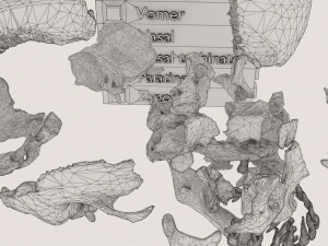 Skull bones colored separable labelled 3D Model