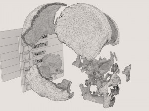 Skull bones colored separable labelled Modelo 3D