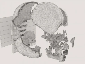Skull bones colored separable labelled 3D Model