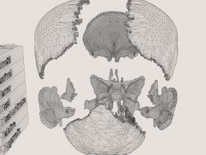 Skull bones colored separable labelled Modelo 3D