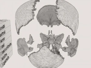 Skull bones colored separable labelled 3D Model