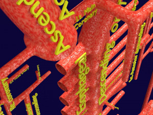 Human arterial system schematic 3D Modelo 3D