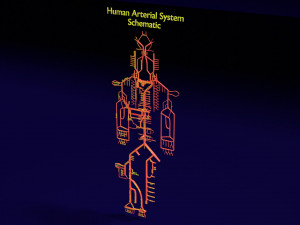 Human arterial system schematic 3D 3D Model