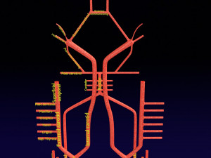 Human arterial system schematic 3D Modelo 3D
