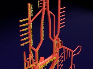 Human arterial system schematic 3D Modelo 3D