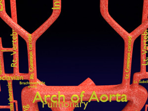 Human arterial system schematic 3D Modelo 3D
