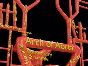 Human arterial system schematic 3D Modelo 3D