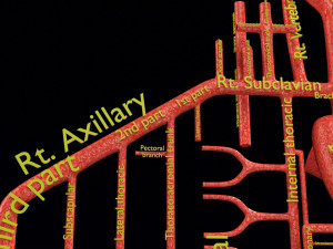 Human arterial system schematic 3D Modelo 3D