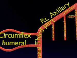 Human arterial system schematic 3D Modelo 3D