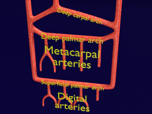 Human arterial system schematic 3D Modelo 3D