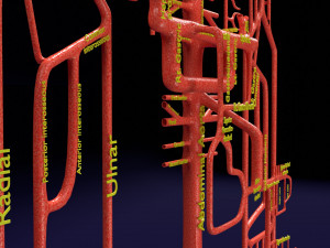 Human arterial system schematic 3D Modelo 3D