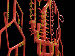 Human arterial system schematic 3D Modelo 3D