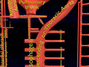 Human arterial system schematic 3D Modelo 3D