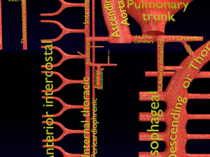 Human arterial system schematic 3D Modelo 3D