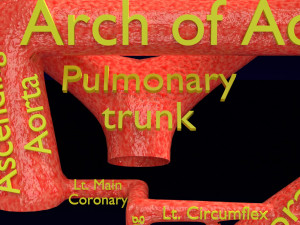 Human arterial system schematic 3D Modelo 3D