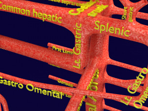 Human arterial system schematic 3D Modelo 3D