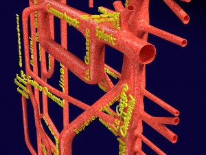 Human arterial system schematic 3D Modelo 3D