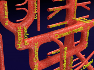 Human arterial system schematic 3D Modelo 3D