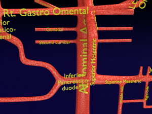 Human arterial system schematic 3D Modelo 3D