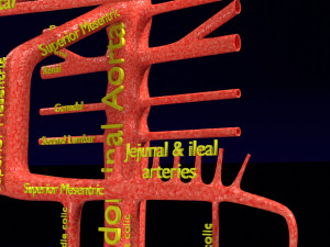 Human arterial system schematic 3D Modelo 3D