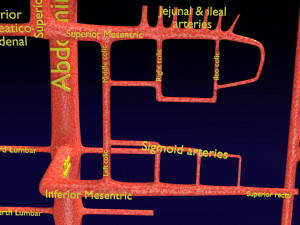 Human arterial system schematic 3D Modelo 3D