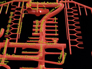 Human arterial system schematic 3D Modelo 3D