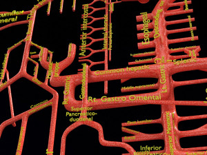 Human arterial system schematic 3D Modelo 3D