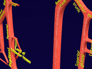 Human arterial system schematic 3D Modelo 3D