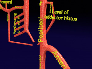 Human arterial system schematic 3D Modelo 3D