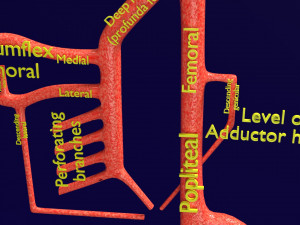 Human arterial system schematic 3D Modelo 3D