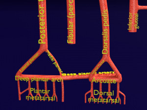 Human arterial system schematic 3D Modelo 3D