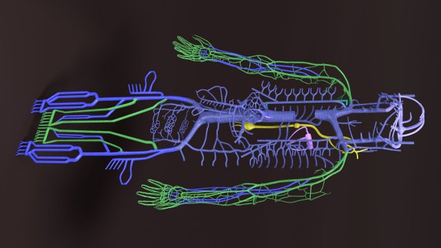 Human venous system schematic 3D 3D Model .c4d .max .obj .3ds .fbx .stl .blend 