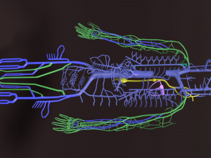 Human venous system schematic 3D 3D Model